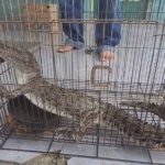 Warga Jember Tangkap Buaya Muara di Sungai Bedadung Demi Keselamatan