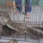 Warga Jember Tangkap Buaya Muara di Sungai Bedadung Demi Keselamatan