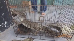 Warga Jember Tangkap Buaya Muara di Sungai Bedadung Demi Keselamatan