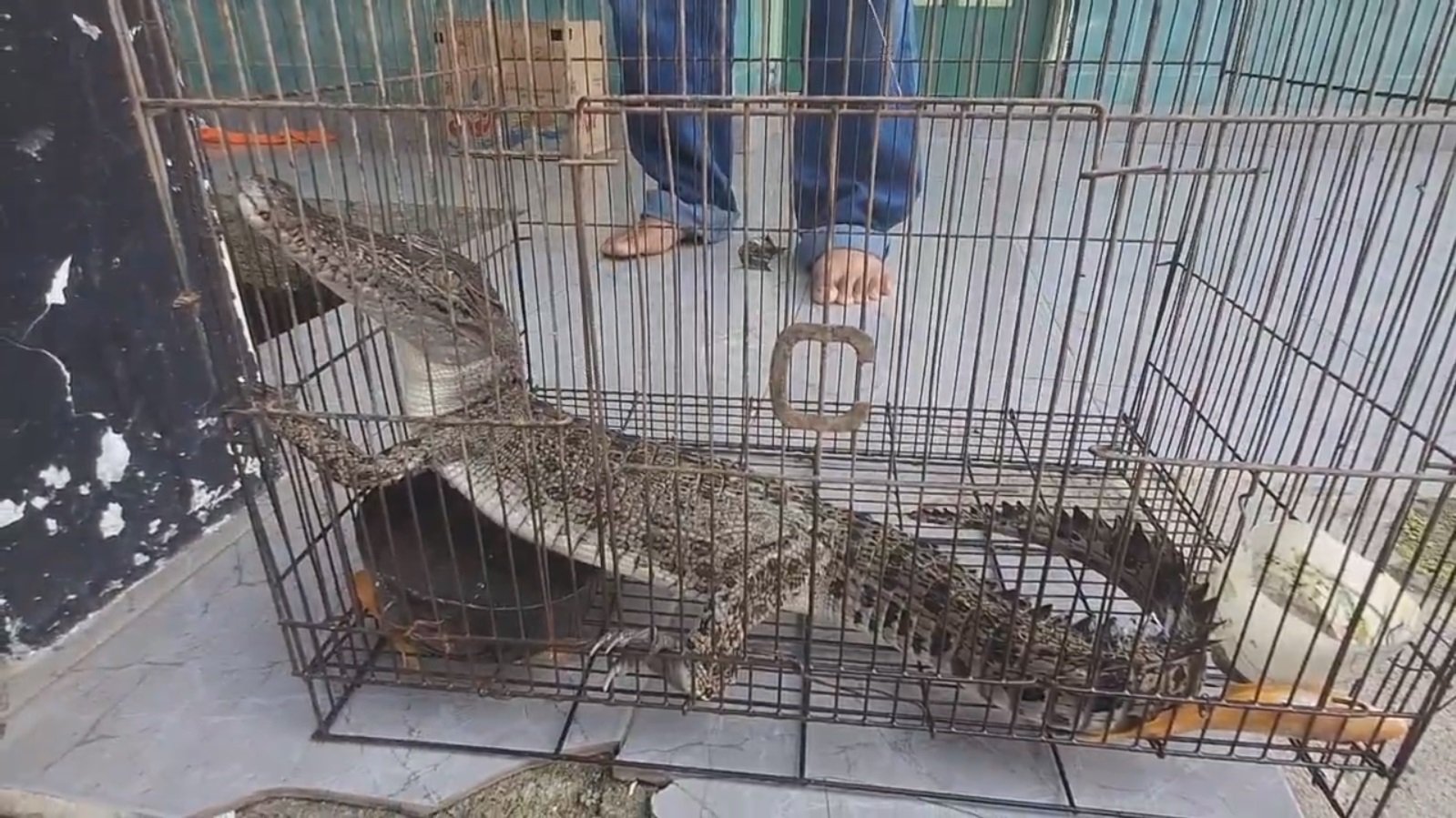 Warga Jember Tangkap Buaya Muara di Sungai Bedadung Demi Keselamatan