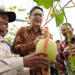 Dirjen Risbang Panen Perdana Melon di Polije