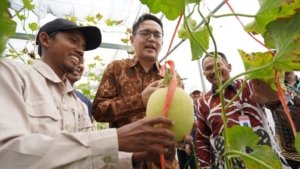Dirjen Risbang Panen Perdana Melon di Polije