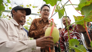 Dirjen Risbang Panen Perdana Melon di Polije