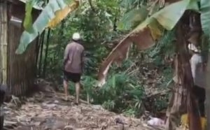 Kera Liar Serang Warga di Jember, Enam Orang Luka-Luka