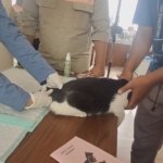 Jember Gelar Vaksinasi Rabies Massal untuk Hewan