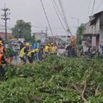 Hujan Deras Tumbangkan Pohon, Tiga Mobil di Jember Tertimpa
