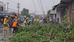 Hujan Deras Tumbangkan Pohon, Tiga Mobil di Jember Tertimpa