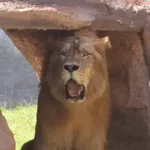 Singa Afrika Jantan Jadi Koleksi Baru Mini Zoo Jember