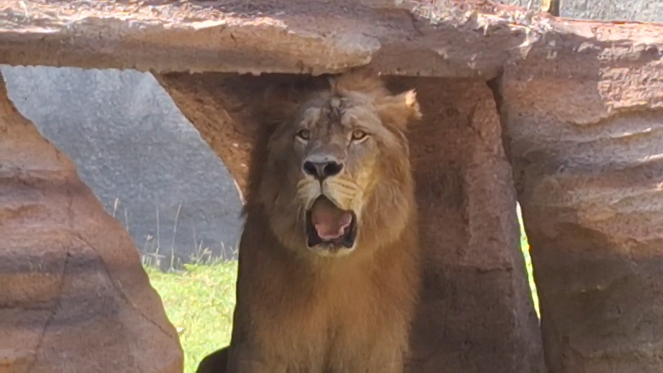 Singa Afrika Jantan Jadi Koleksi Baru Mini Zoo Jember