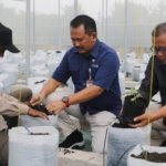 Polije dan EWINDO Mulai Tanam Perdana Benih Melon