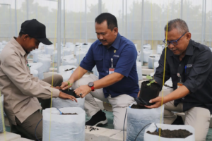 Polije dan EWINDO Mulai Tanam Perdana Benih Melon