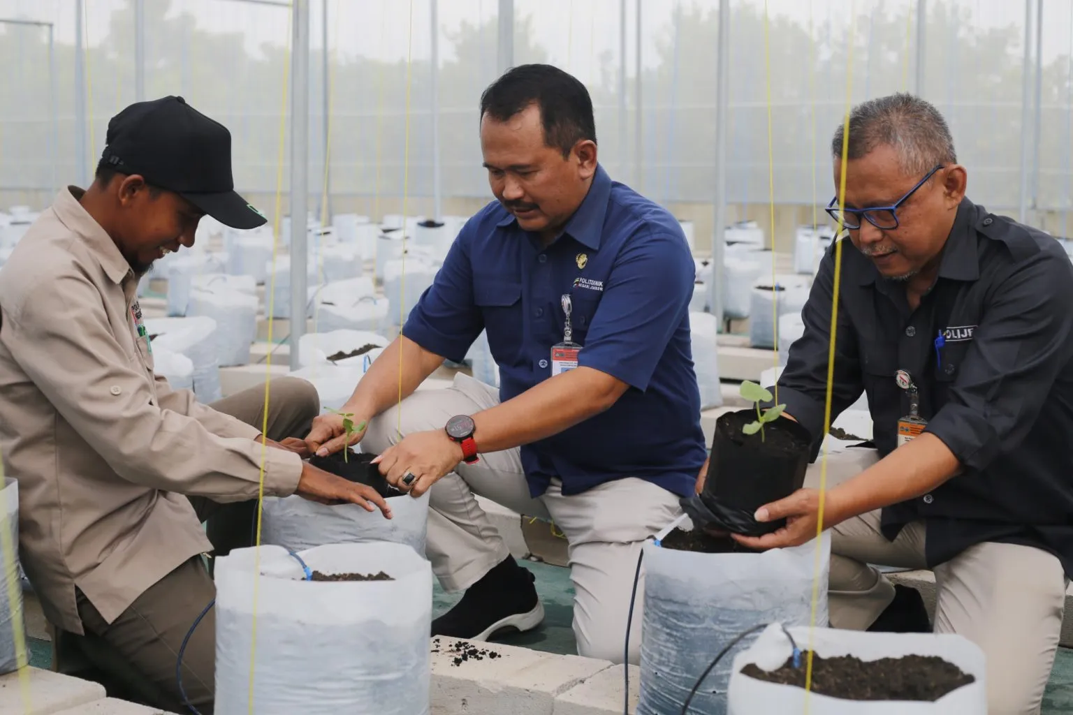 Polije dan EWINDO Mulai Tanam Perdana Benih Melon