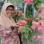 Inovasi Olahan Tomat, Solusi Saat Harga Anjlok