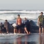 Hiu Tutul Terdampar di Pantai Pancer Puger Jember, Petugas dan Warga Evakuasi Dramatis