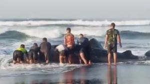 Hiu Tutul Terdampar di Pantai Pancer Puger Jember, Petugas dan Warga Evakuasi Dramatis