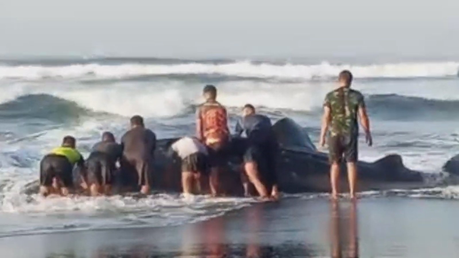 Hiu Tutul Terdampar di Pantai Pancer Puger Jember, Petugas dan Warga Evakuasi Dramatis