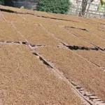 Bondowoso Perkuat Sentra Tembakau Lewat Dana Cukai Rp 8,5 Miliar