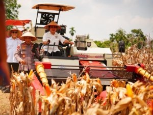 Panen Raya Kuartal III Polri Hasilkan 751 Ribu Ton Jagung