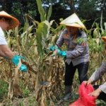 Polresta Malang Kota Panen Jagung, Targetkan Lahan Baru