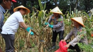Polresta Malang Kota Panen Jagung, Targetkan Lahan Baru