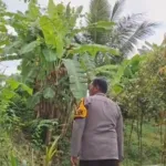 Teror Monyet Ekor Panjang di Jember, Enam Warga Jadi Korban