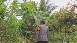 Teror Monyet Ekor Panjang di Jember, Enam Warga Jadi Korban