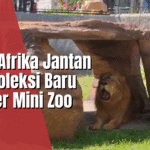 Singa Afrika Jantan Jadi Koleksi Baru Mini Zoo Jember