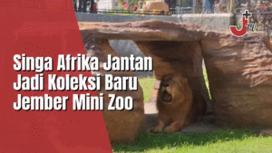 Singa Afrika Jantan Jadi Koleksi Baru Mini Zoo Jember