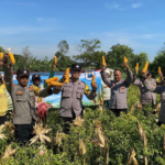 Polres Probolinggo dan Petani Wujudkan Ketahanan Pangan Lewat Panen Jagung di Bantaran