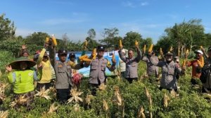 Polres Probolinggo dan Petani Wujudkan Ketahanan Pangan Lewat Panen Jagung di Bantaran
