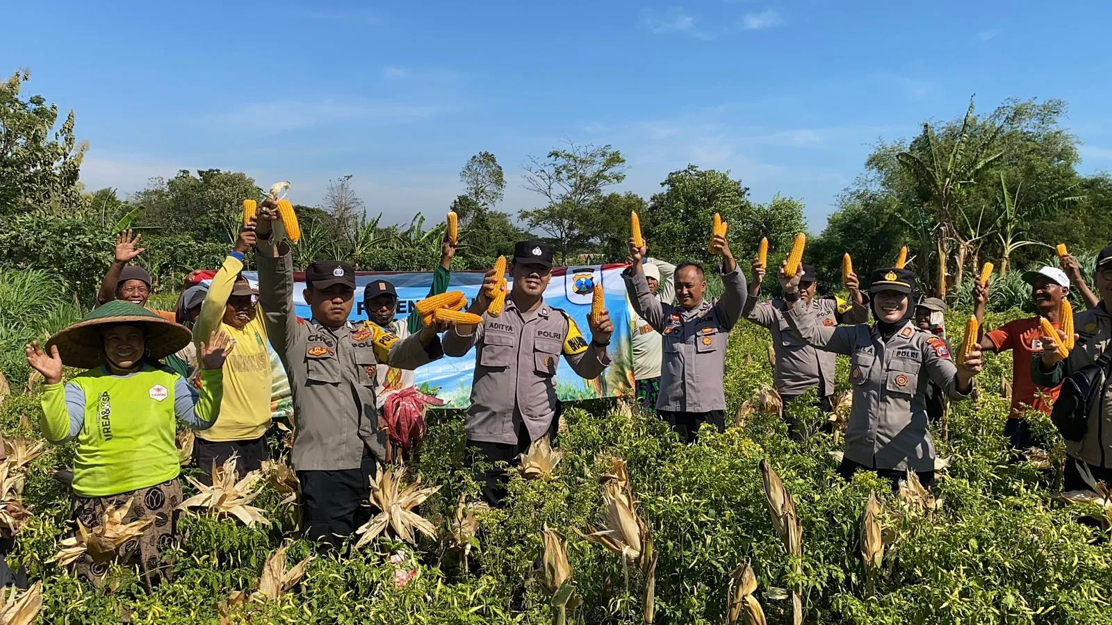 Polres Probolinggo dan Petani Wujudkan Ketahanan Pangan Lewat Panen Jagung di Bantaran