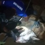 Sapi Limosin Jember Terjun ke Sumur Diduga Alami Stres