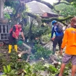 PMI Jember Evakuasi Pohon Mangga Tumbang yang Timpa Rumah Warga saat Hujan Angin