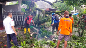 PMI Jember Evakuasi Pohon Mangga Tumbang yang Timpa Rumah Warga saat Hujan Angin