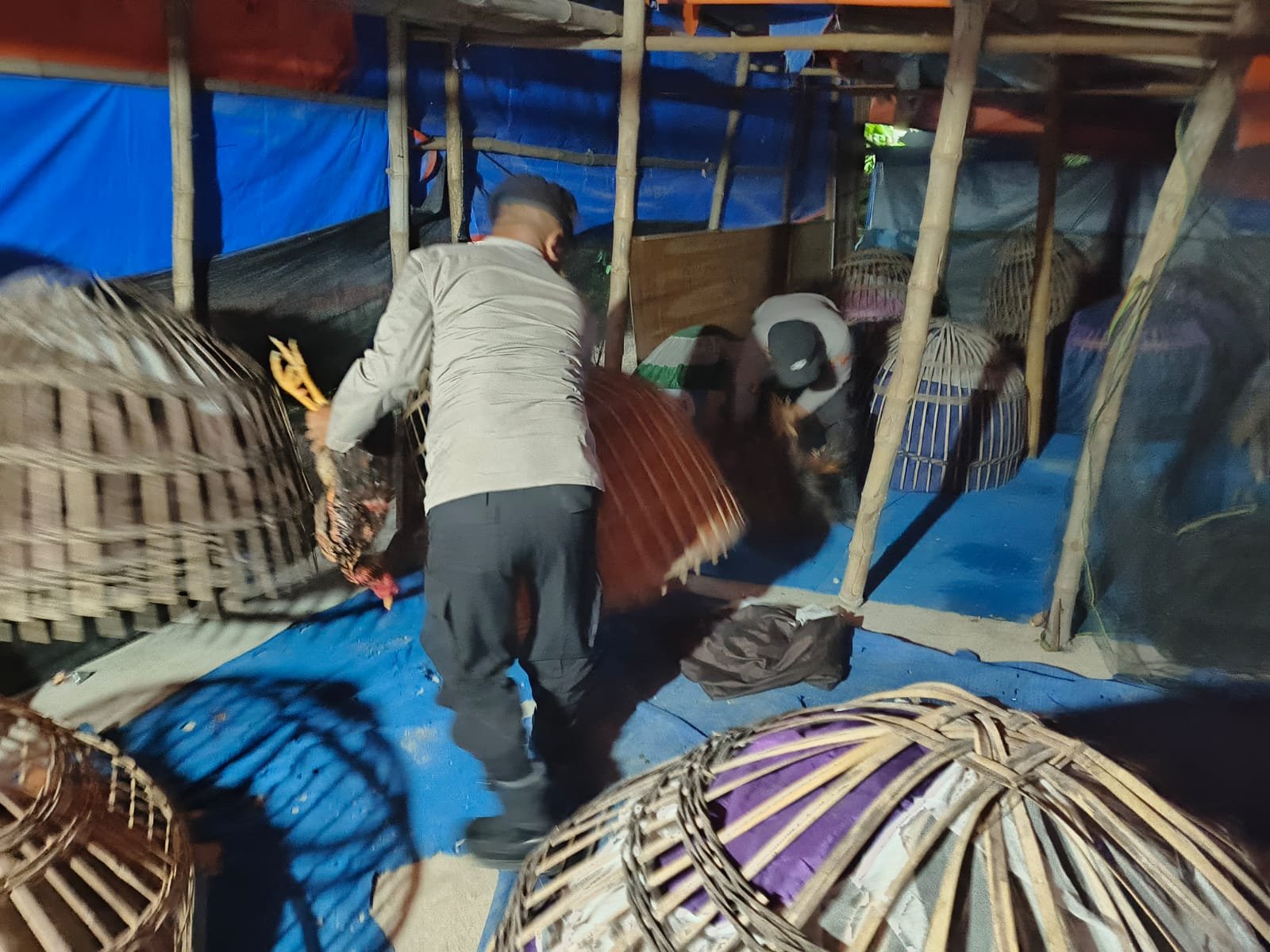 Polres Lamongan Bongkar Dua Arena Judi Sabung Ayam