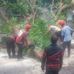 PMI Jember Bersama Instansi Terkait Evakuasi Pohon Tumbang dengan Cepat