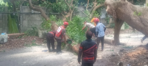PMI Jember Bersama Instansi Terkait Evakuasi Pohon Tumbang dengan Cepat