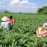 Okra Jember Tembus Pasar Ekspor Jepang dan Hong Kong