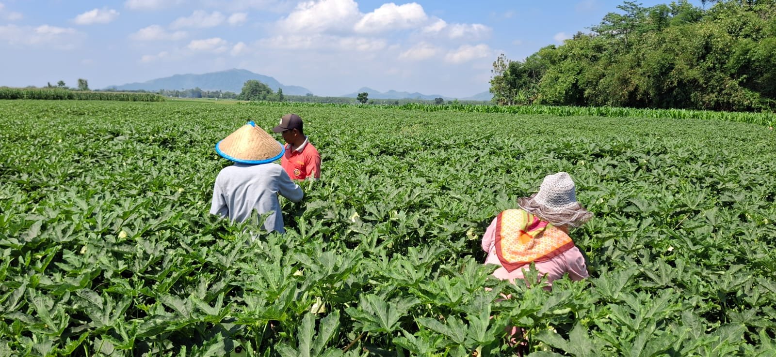 Okra Jember Tembus Pasar Ekspor Jepang dan Hong Kong