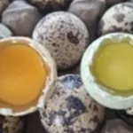 Telur Puyuh Omega-Q Hadirkan Gizi dan Warna Alami