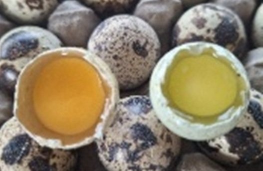 Telur Puyuh Omega-Q Hadirkan Gizi dan Warna Alami