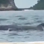 Viral! Kawanan Lumba-Lumba Muncul di Pantai Selatan Jember