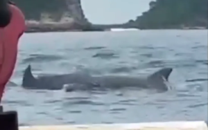Viral! Kawanan Lumba-Lumba Muncul di Pantai Selatan Jember
