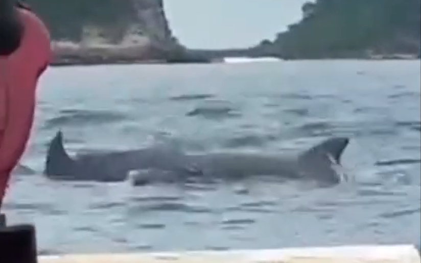 Viral! Kawanan Lumba-Lumba Muncul di Pantai Selatan Jember
