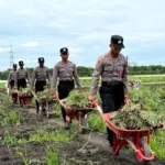 Siswa SPN Polda Jatim Bantu Petani Bawang Merah di Nganjuk