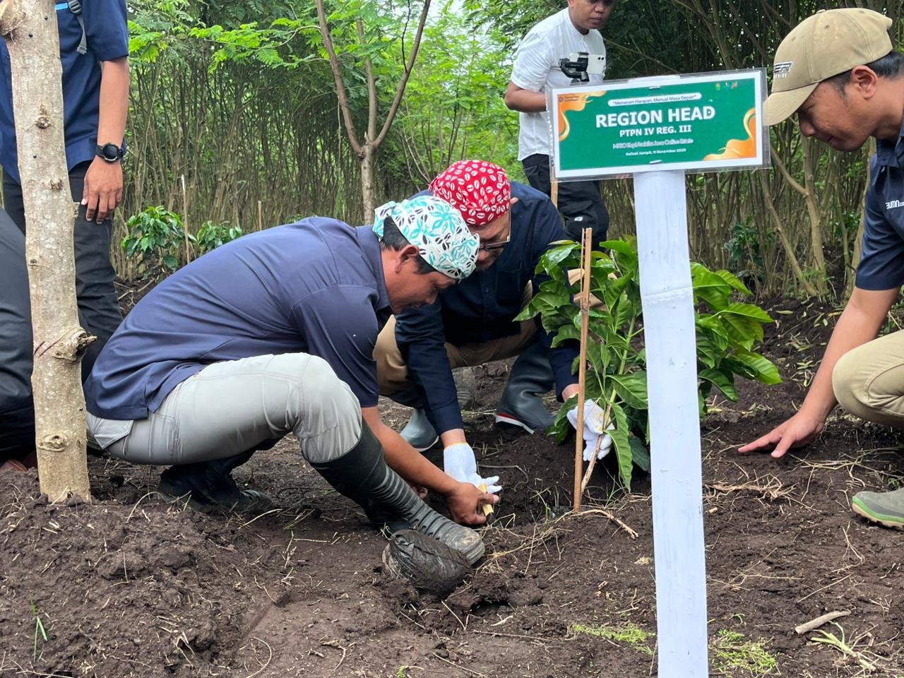 PTPN I Tanam 293 Hektare Kopi Arabika Perkuat Republik Kopi