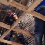 Damkar Jember Evakuasi Ular Piton 3,5 Meter dari Atap Rumah