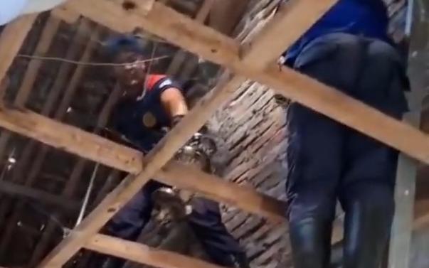 Damkar Jember Evakuasi Ular Piton 3,5 Meter dari Atap Rumah
