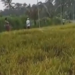 Tragis! Padi Siap Panen Satu Hektar Milik Petani Jember Dicuri OTK
