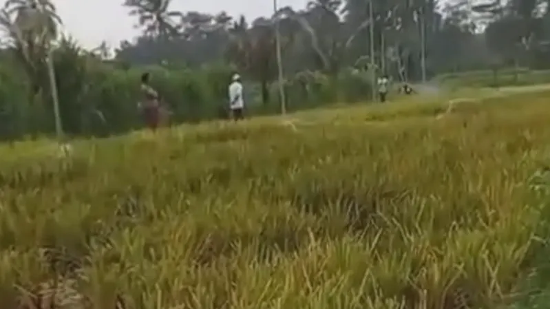 Tragis! Padi Siap Panen Satu Hektar Milik Petani Jember Dicuri OTK